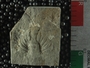 PE2794_fossil