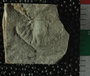 PE2795_fossil