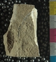PE2796a fossil