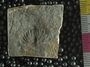 PE2796b fossil