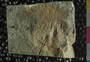 PE2796c fossil