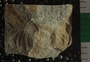 PE2796d fossil