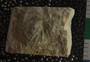 PE2796e fossil