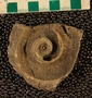P5086_fossil