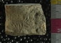 PE2796g_fossil