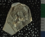 PE2796h fossil