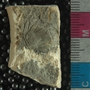 PE2796j_fossil
