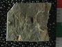 PE2797 fossil