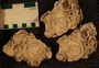 PE4336_fossil