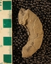 PE4341_fossil
