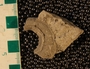 PE61333_fossil