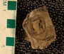 PE61335_fossil