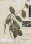 Echites acuminata Ruíz & Pav., PERU, H. Ruíz L., Isotype, F