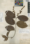 Forsteronia decipiens Woodson, PERU, G. Klug 2905, Isotype, F