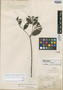Hancornia fluminensis Glaz., BRAZIL, A. F. M. Glaziou, Isotype, F