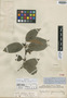 Zschokkea peruviana Van Heurck & Müll. Arg., PERU, R. Spruce 4934, Isotype, F