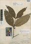 Malouetia killipii Woodson, PERU, E. P. Killip 29860, Isotype, F