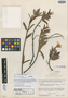 Mandevilla lancifolia var. calva Monach., VENEZUELA, B. Maguire 36208, Isotype, F