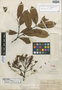 Parahancornia peruviana Monach., PERU, G. Klug 2979, Isotype, F