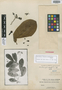 Prestonia plumierifolia Markgr., BRAZIL, J. E. Huber, Isotype, F