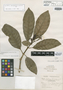 Tabernaemontana ovalifolia Urb., JAMAICA, W. Harris 9239, Isotype, F