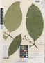 Tabernaemontana brachyantha Woodson, PERU, F. Woytkowski 5345, Isotype, F