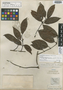Thenardia laurifolia Benth., BRITISH GUIANA [Guyana], Schomburgk 953, Isotype, F