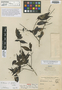 Ilex liebmannii Standl., Mexico, F. M. Liebmann 14927, Holotype, F