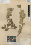 Ilex boliviana Britton ex Rusby, BOLIVIA, M. Bang 450, Isotype, F