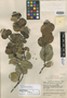 Ilex subrotundifolia Steyerm., VENEZUELA, J. A. Steyermark 59394, Holotype, F