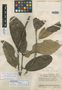 Ilex tateana Steyerm., VENEZUELA, J. A. Steyermark 58022, Holotype, F