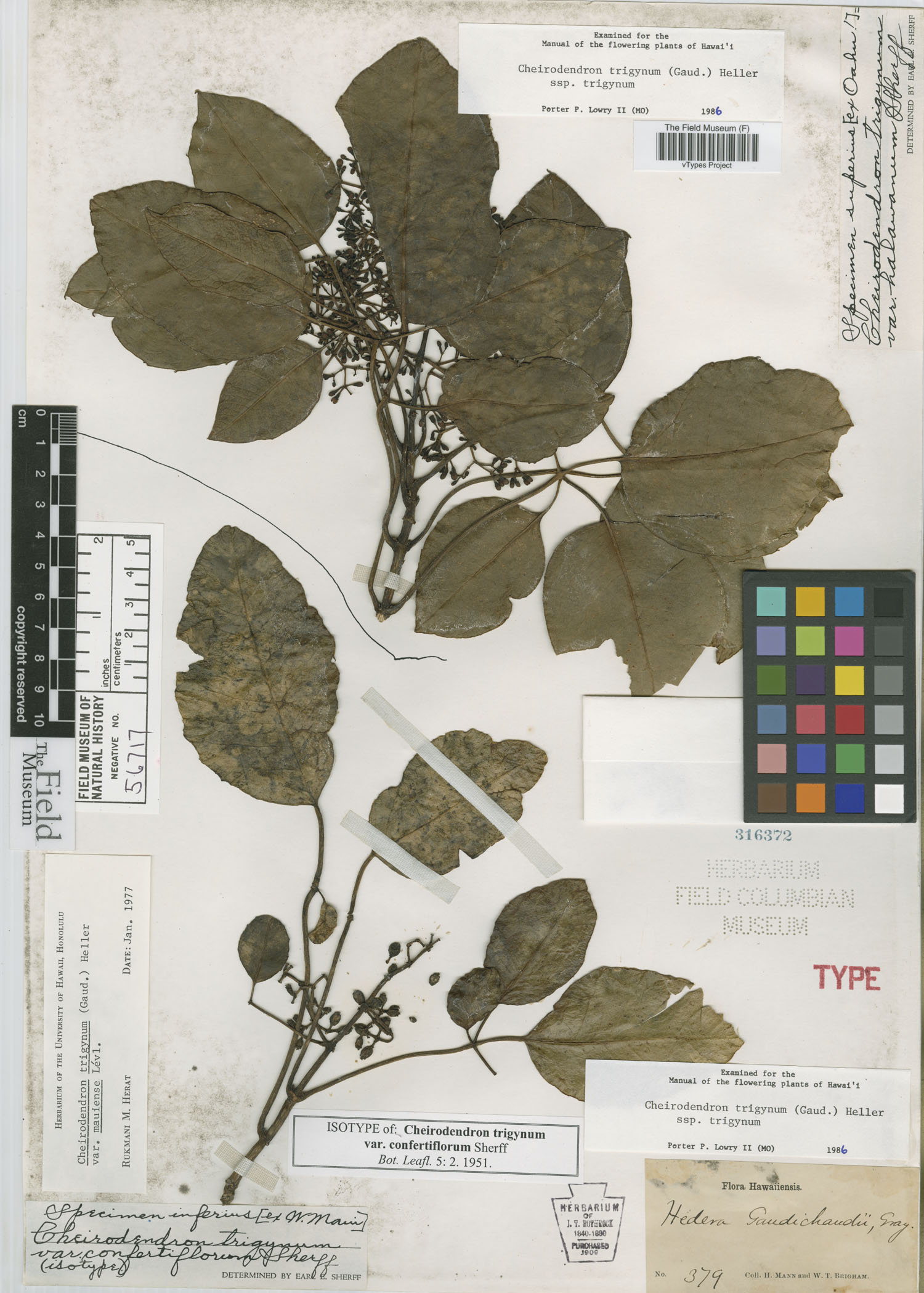 Cheirodendron trigynum var. confertiflorum image