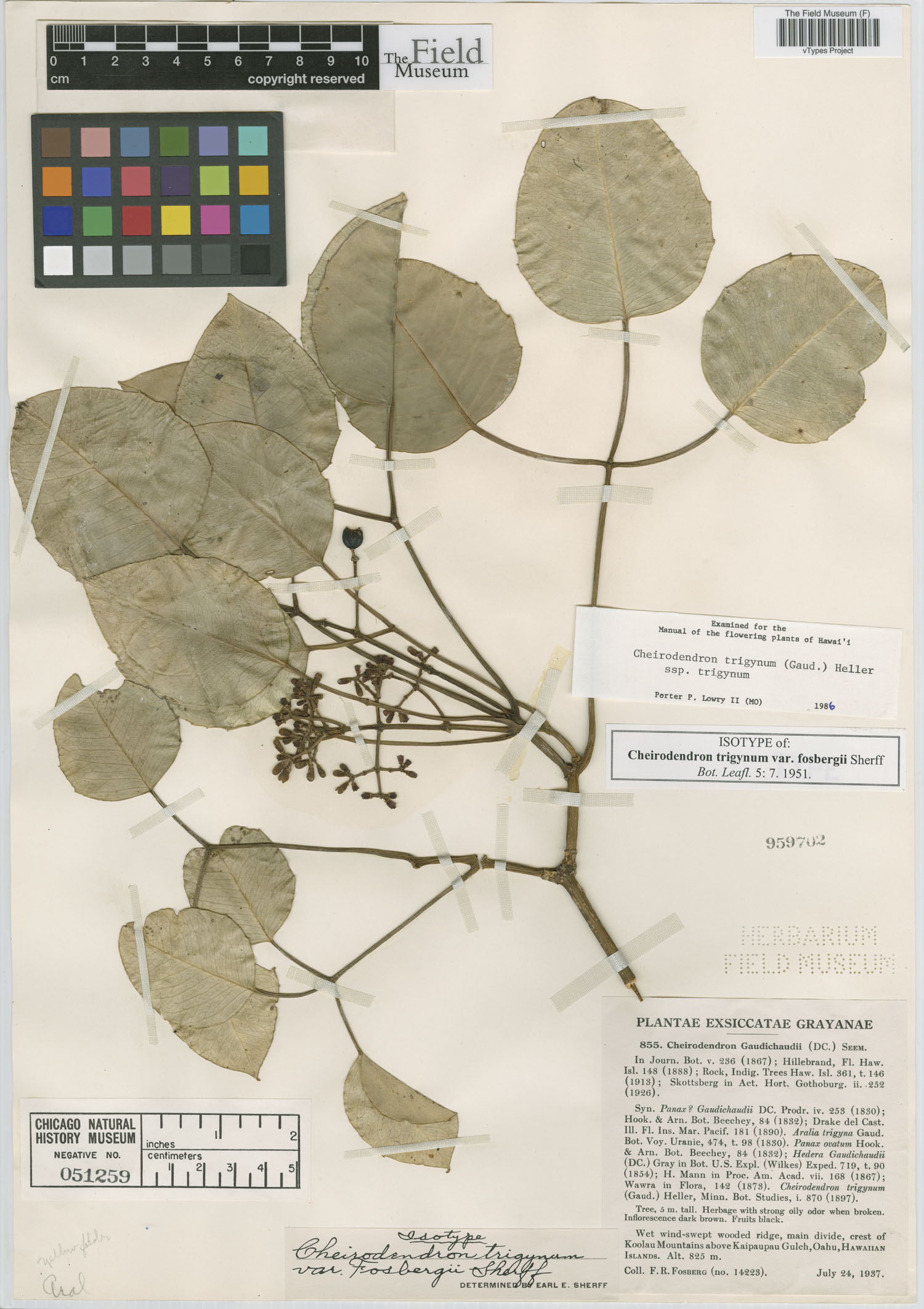 Cheirodendron trigynum var. fosbergii image