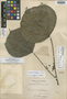 Oreopanax platyphyllus image