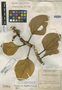 Oreopanax bogotensis Cuatrec., COLOMBIA, J. Cuatrecasas 5707, Holotype, F