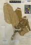 Oreopanax gnaphalocephalus Harms, PERU, A. Weberbauer 5661, Isotype, F