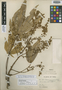 Oreopanax ischnolobus Harms, PERU, A. Weberbauer 6614, Isotype, F