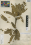 Oreopanax pariahuance Harms, PERU, A. Weberbauer 6532, Isotype, F