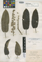 Sciadophyllum troyanum Urb., JAMAICA, W. H. Harris 9369, Isotype, F