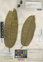 Schefflera marginata Cuatrec., COLOMBIA, J. Cuatrecasas 11841, Isotype, F