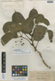 Schefflera populnea Elmer, Philippines, A. D. E. Elmer 15760, Isotype, F