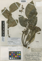 Tetraplasandra pupukeensis var. nitida image