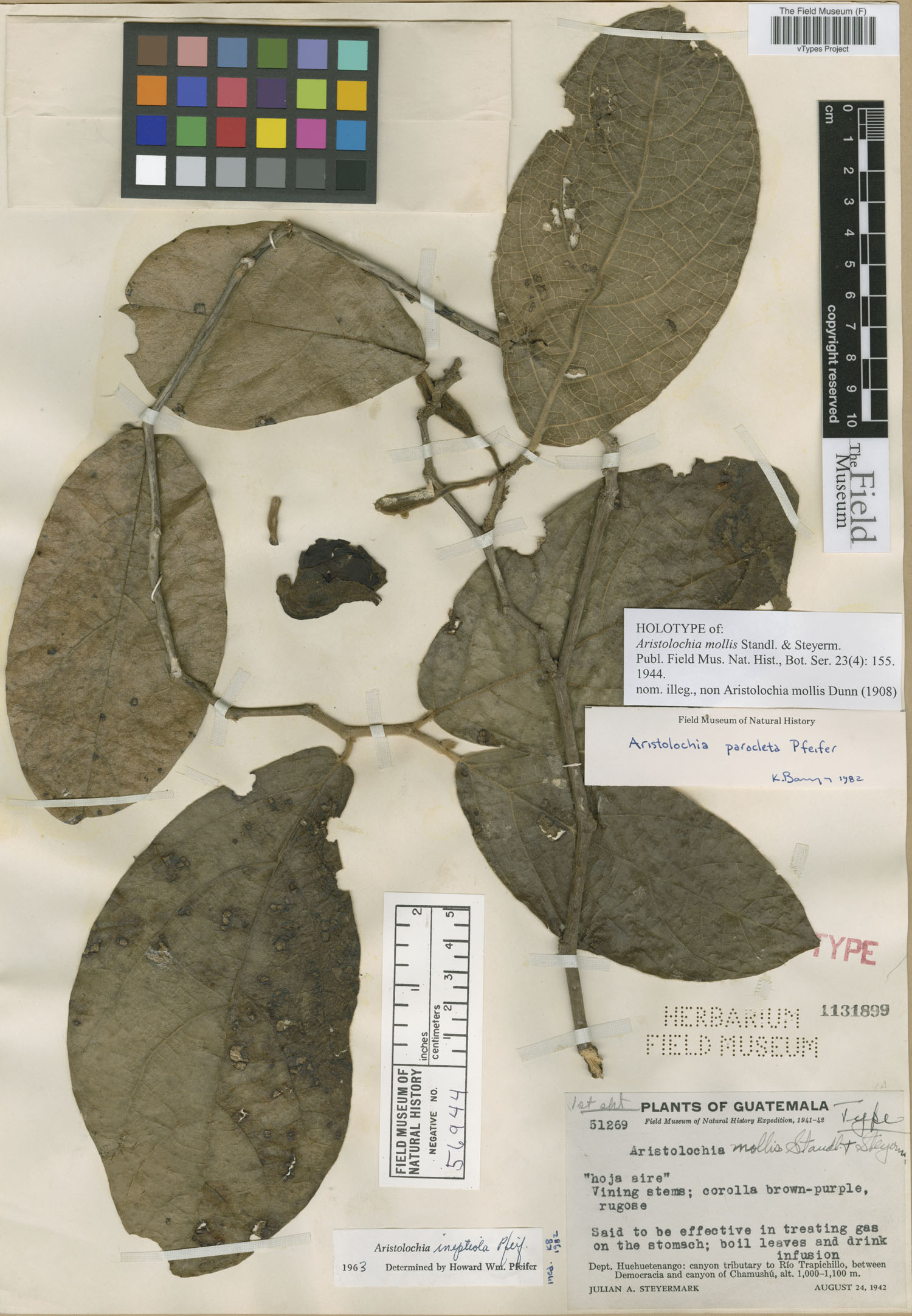 Aristolochia mollis image