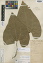 Aristolochia schippii Standl., BRITISH HONDURAS [Belize], W. A. Schipp 75, Isotype, F