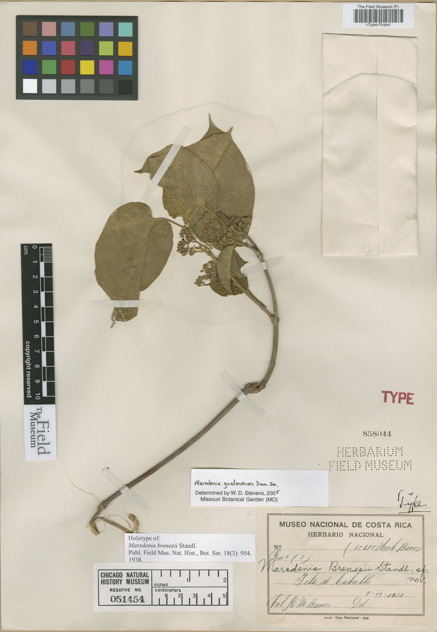Ruehssia gualanensis image