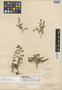 Vincetoxicum wootonii Vail, Mexico, C. H. T. Townsend, Isotype, F