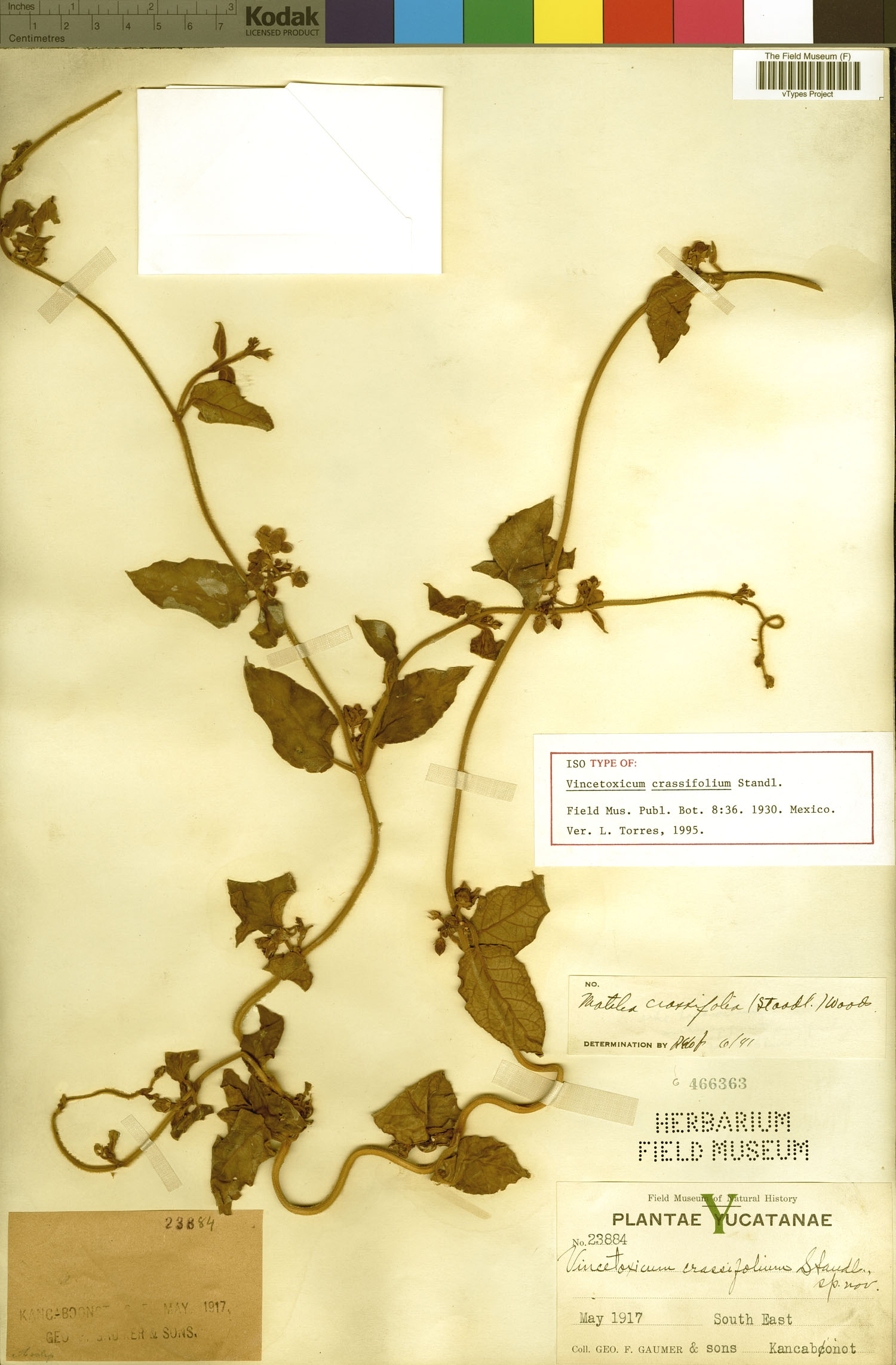 Vincetoxicum crassifolium image