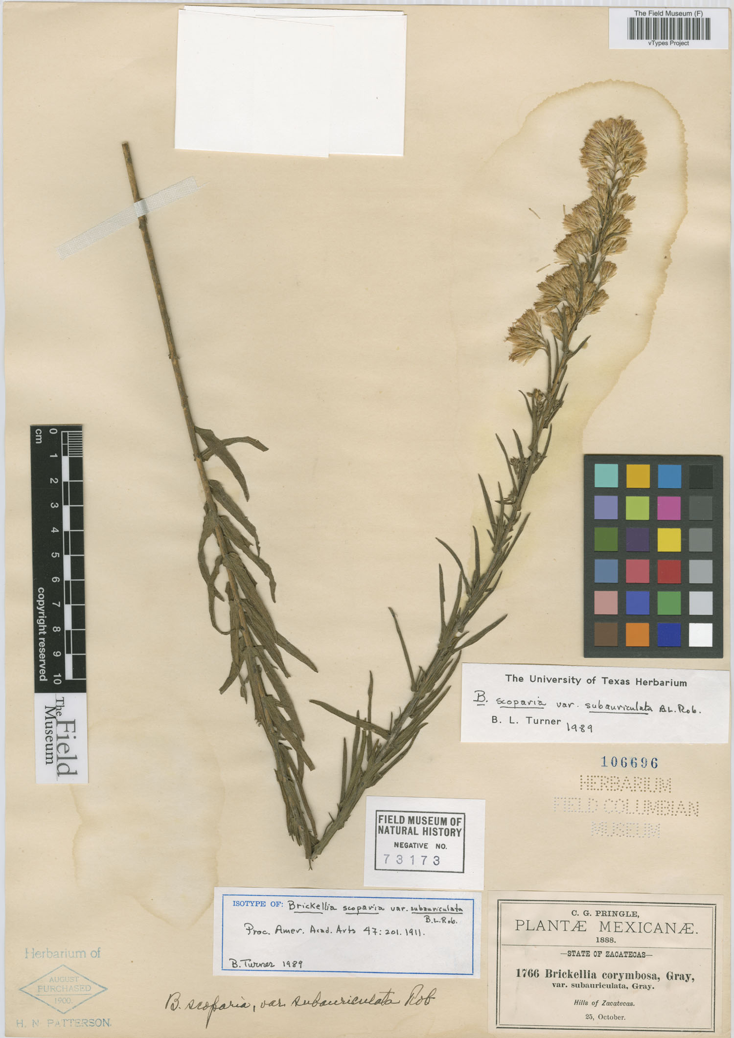 Brickellia scoparia var. subauriculata image