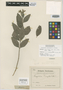 Calhounia robinsonii A. Nelson, MEXICO, T. P. X. Haenke 826, Isotype, F