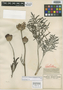 Centaurea atropurpurea Waldst. & Kit., Hungary, P. P. Wierzbicki, Holotype, F